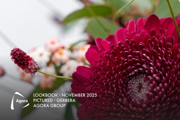 Lookbook - November Gerbera Danee