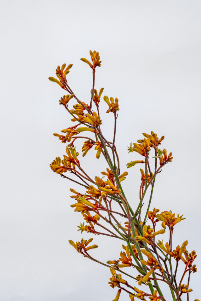Kangaroo paws