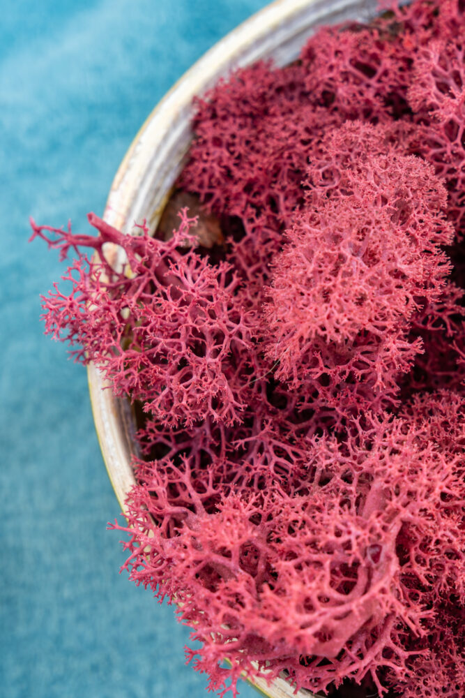 Pink moss