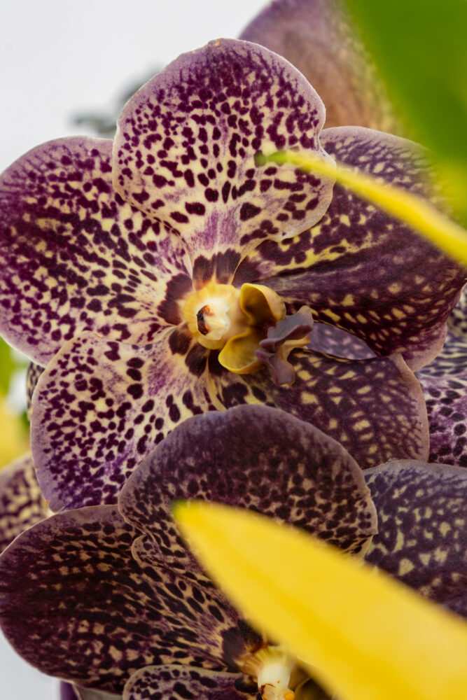 Vanda orchid