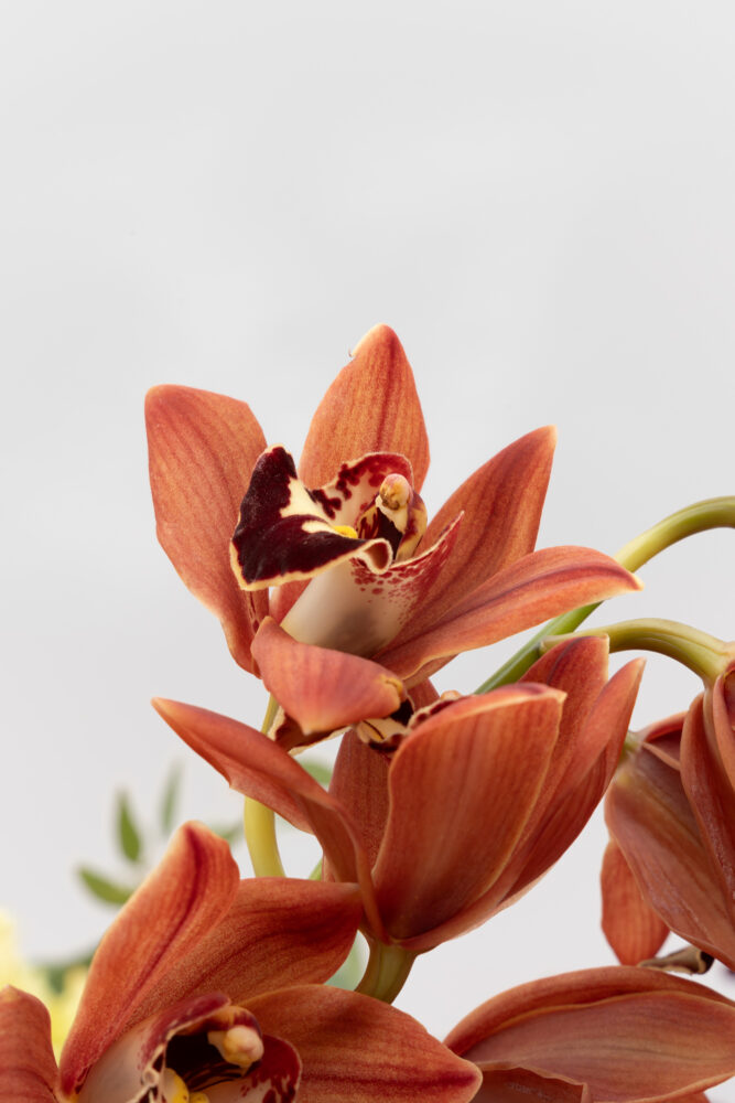 Cimbidium