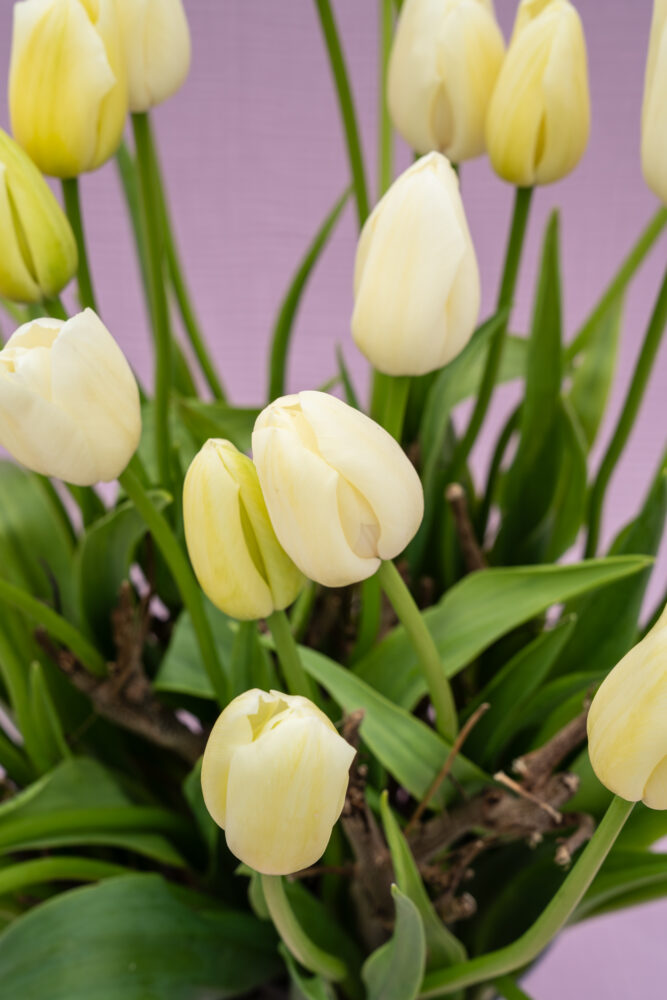tulpen en zuiderse bloemen vormen de lookbook van januari