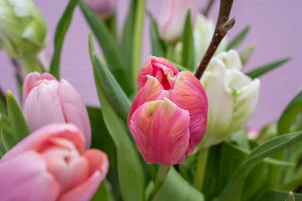 tulpen en zuiderse bloemen vormen de lookbook van januari