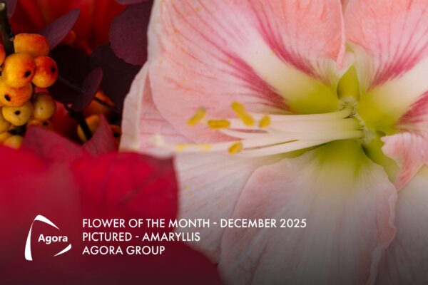 Amaryllis is de bloem van de maand in december