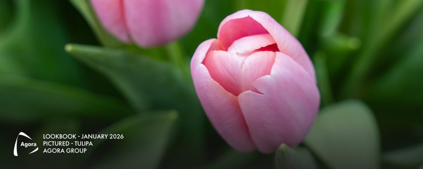 De tulip is de bloem van de maand januari