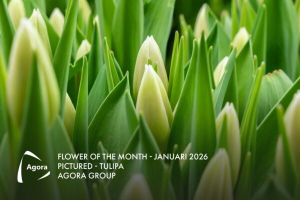 Borst bloembollen en tulpen