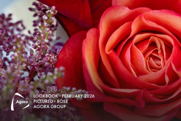 roos is de bloem van de maand in februari